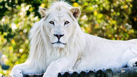 1366x768 White Lion Laptop HD ,HD 4k Wallpapers,Images,Backgrounds ...