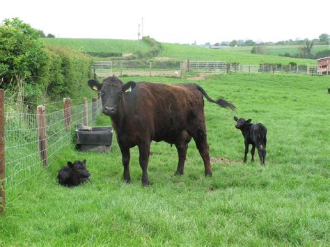 Pin by wes gorman on cattle | Aberdeen angus, Cattle, Angus