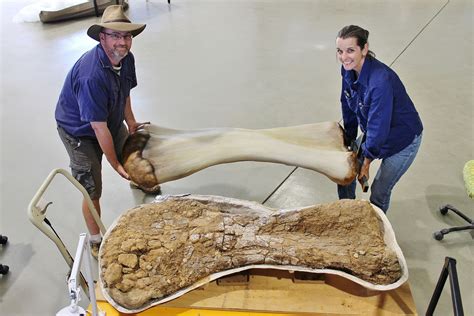 Australia’s largest dinosaur, nicknamed ‘Cooper,’ belongs to a newly discovered species, experts ...