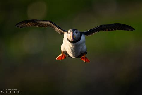 Puffin Feet — Ray Hennessy Wildlife