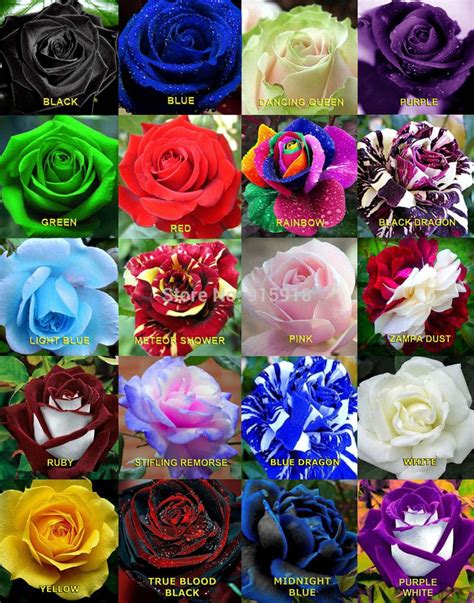 multy+color+roses | Flower seeds bonsai 50 x Rare Multi - Colors Rainbow Rose Seeds Garden ...