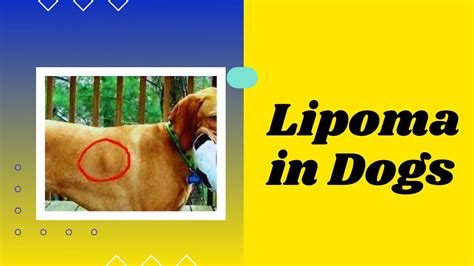 Lipoma in Dogs | Symptoms, Treatment, & Prevention ! Dog Health - YouTube