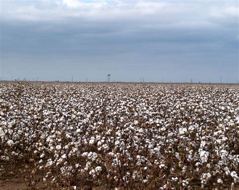 Oklahoma cotton fields | Down on the farm, Farm life, Favorite places