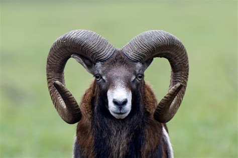 Sheep Study Shows Rams With Big Horns Get The Ewe But Die Young | HuffPost