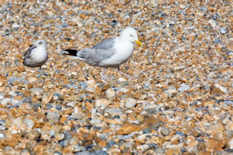 Seagulls On The Beach Free Stock Photo - Public Domain Pictures