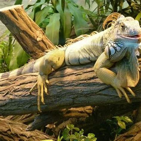 What habitats do reptiles like? - DIY Seattle