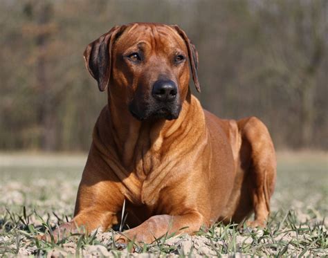 Rhodesian Ridgeback Breed Guide - Learn about the Rhodesian Ridgeback.