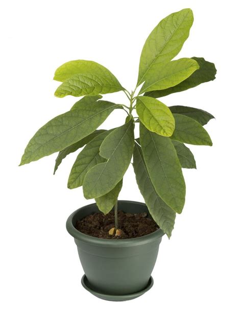 How To Grow Avocado Indoors: Tips On Caring For Avocados In Containers | Gardening Know How