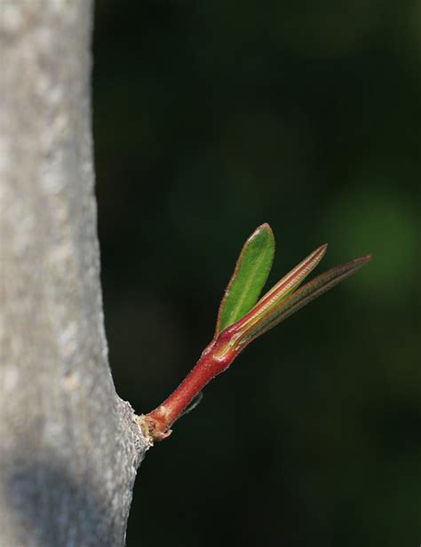 Sprouted Oleander Tree - Free photo on Pixabay - Pixabay