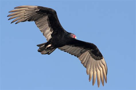 Beak of the Week – Turkey Vulture – Houston AuduBlog