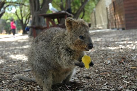 Quokka