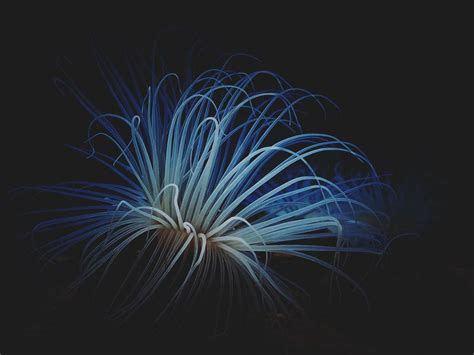 Underwater Fireworks by WillTC | Fireworks, Underwater, Animal art