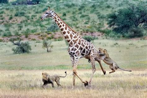 Heartbreaking moment a giraffe tries to fight off a pair of hungry ...