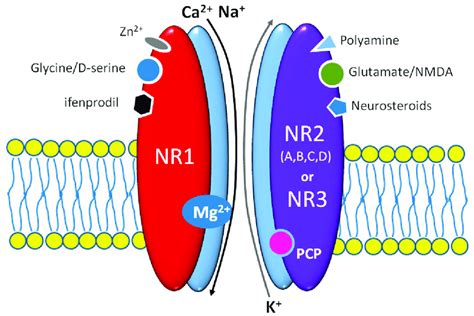 The scheme of N-methyl-D-aspartic acid (NMDA) receptor structure with ...