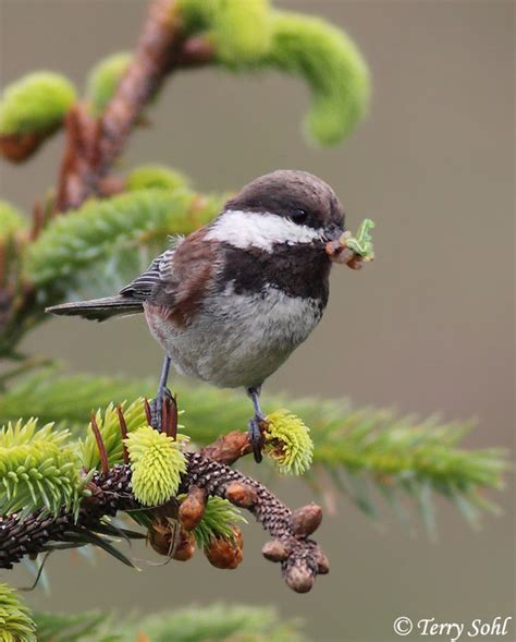 Chestnut-backed Chickadee - Information and Photos