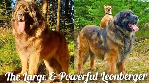 All About Giant & Powerful Leonberger Dog Breed Information | Biggest Dog in the World | Large ...