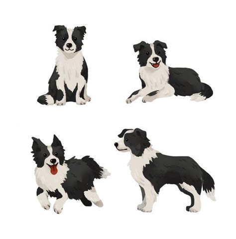 Border collie | Vector Premium | Perros en caricatura, Dibujos de ...