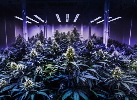 Everything You Need To Know About Growing Cannabis Indoors