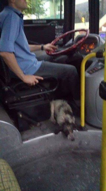 Bus driver breaks rules to let shivering dogs on bus during thunderstorm