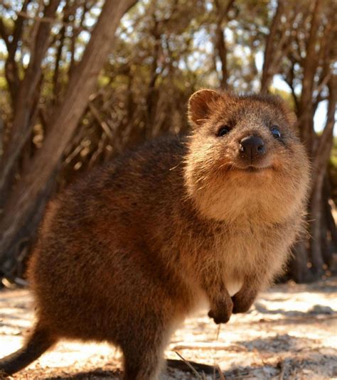 Ces 18 animaux méconnus à l'aspect étonnant pourraient disparaitre avant vous