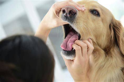 Bone Cancer In Dogs Lower Jaw - CancerWalls