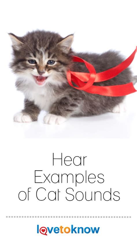 Hear Examples of Cat Sounds | LoveToKnow Pets | Cats, Hear cat, Cat noises