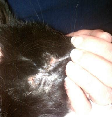 Recurring Skin Infection in Cat