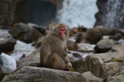 HD wallpaper: animal, monkey, baby japanese macaque eating leaves, snow ...