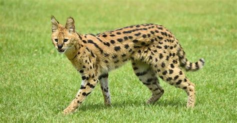 Do Serval Cats Make Good Pets? - A-Z Animals