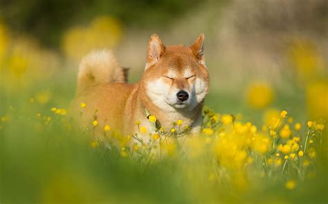 Shiba Inu, lawn, pets, bokeh, cute dog, dogs, Shiba Inu Dog, HD wallpaper | Peakpx