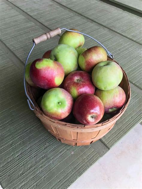 Apple Picking + Recipes to Use a Lot of Apples - Trial and Eater