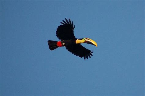 Toucan Flying | Pet birds, Rainforest animals, Birds flying