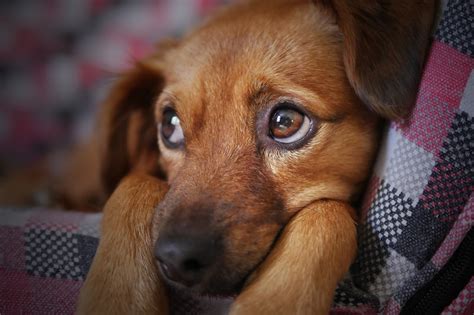 6 Signs Your Dog is Sick