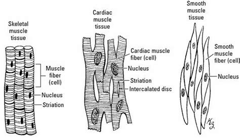 Smooth Muscle Diagram - Difference Between Cardiac Skeletal And Smooth ...