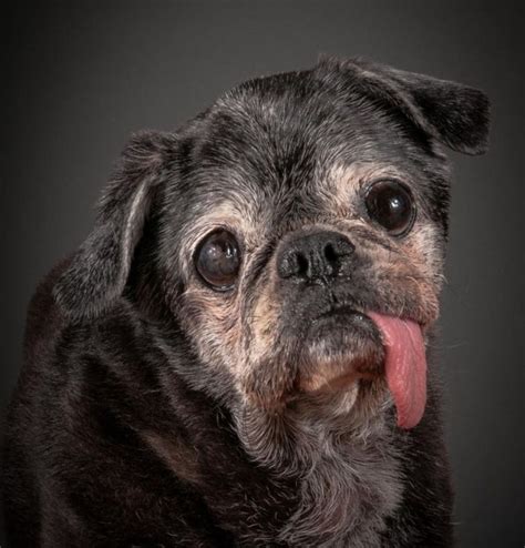 13 Photos That Prove Even Old Dogs Are Cute