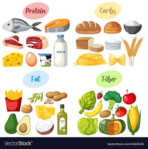 Four food groups Royalty Free Vector Image - VectorStock