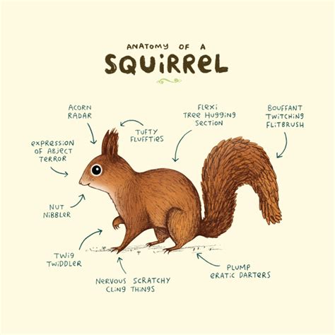 Anatomy of a Squirrel - Anatomy - Tapestry | TeePublic