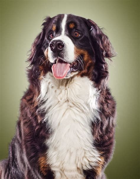 10 Best images about Berner Sennenhund on Pinterest | Puppys, Burmese ...