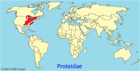 Caudata Culture Species Database - Proteidae Family