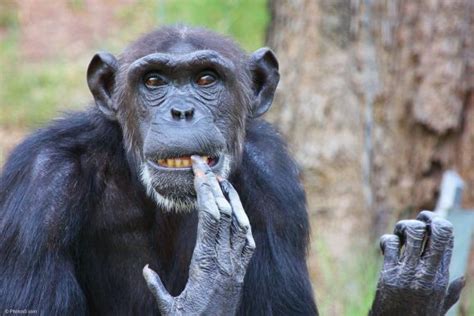 Chimpanzee Cleaning Teeth With Fingers - Boxist.com Photos Portfolio