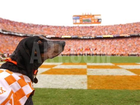 University of Tennessee - Tennessee's Smokey at Neyland Stadium Photo at Art.com | University of ...