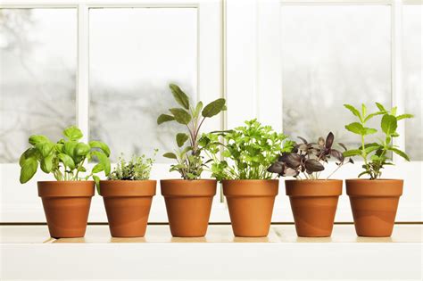 How to Grow Herbs and Spices Indoors - ClickHowTo