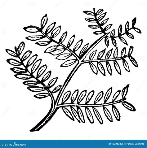 Bipinnate Leaf Vintage Illustration Stock Vector - Illustration of ...