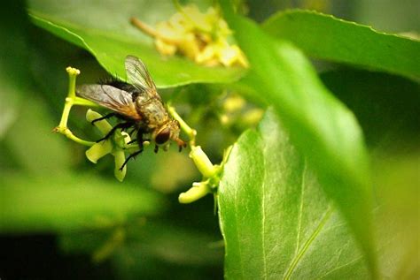 It's Not Work, It's Gardening!: Hiding somewhere: mantis camouflage