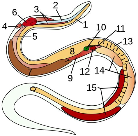 File:Snake-anatomy.svg - Wikipedia