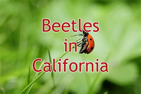 54 Common Beetles in California (Pictures and Identification)