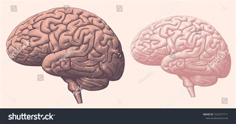 Human Brain Side View Design Set Stock Vector (Royalty Free) 1537577711 ...