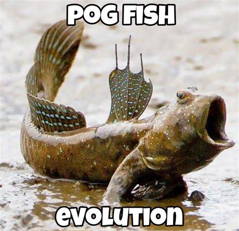 this will be pog fish aproximately 390 million years ago!!🤯😮😮😮 : r/okbuddyretard