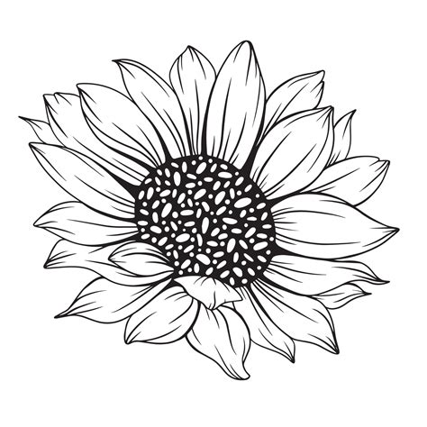 sunflower line art, sunflower line drawing, floral line drawing ...