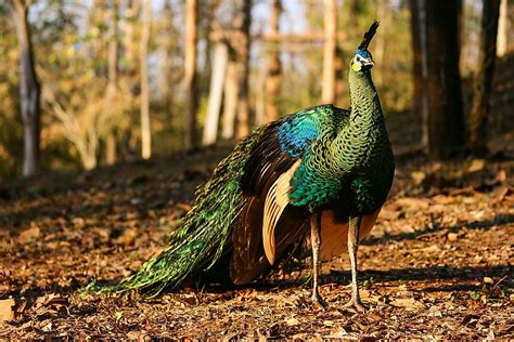 The Three Types Of Peafowl - WorldAtlas